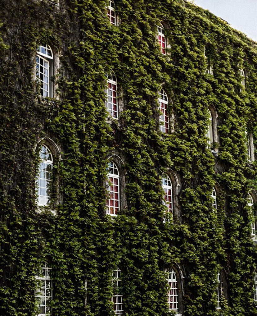 Building covered in green ivy with windows visible through the foliage